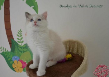 chaton blue bicolour - portée Flore - Chatterie Ragdolls du Val de Beauvoir